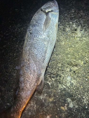 オオニベの釣果