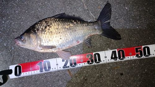 ヘラブナの釣果