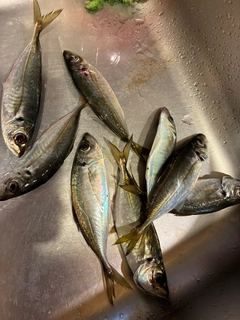 アジの釣果