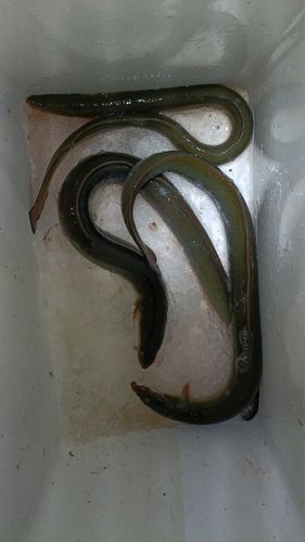 ウナギの釣果