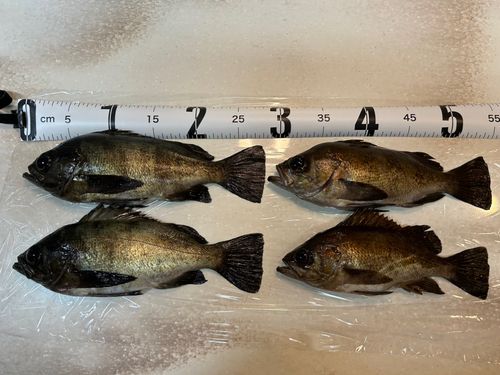 メバルの釣果