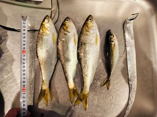 タチウオの釣果
