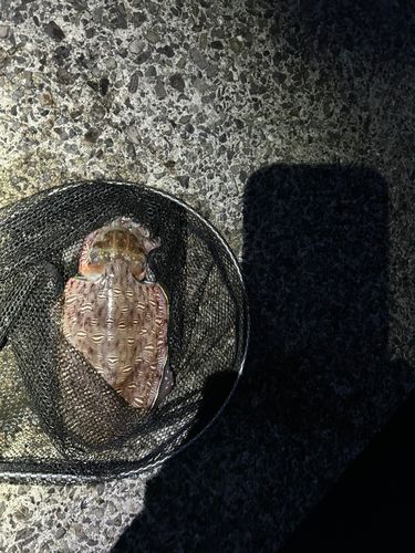 コウイカの釣果