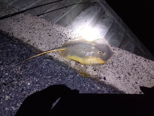 アカエイの釣果