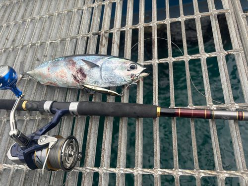 スマガツオの釣果
