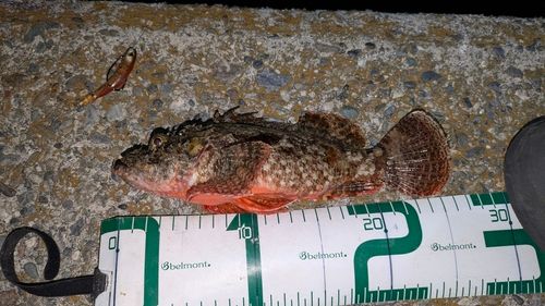 オニカサゴの釣果