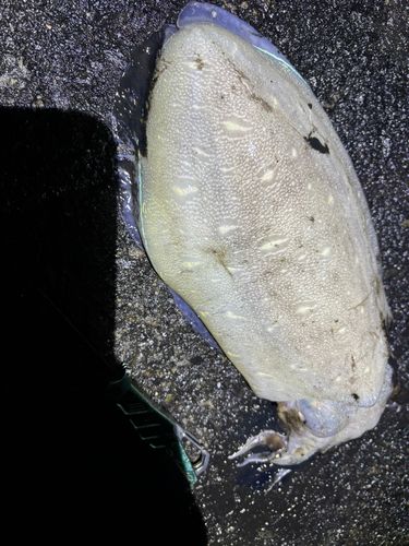 モンゴウイカの釣果