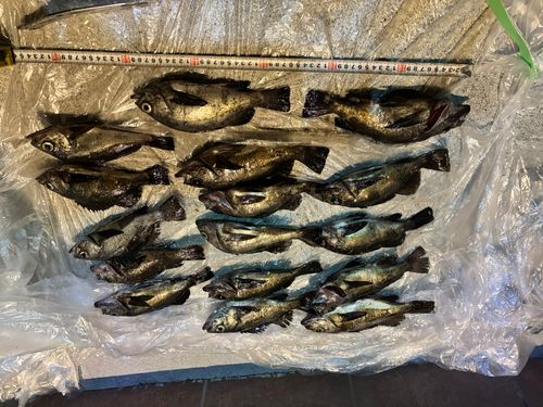 クロメバルの釣果