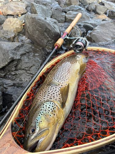 ブラウントラウトの釣果