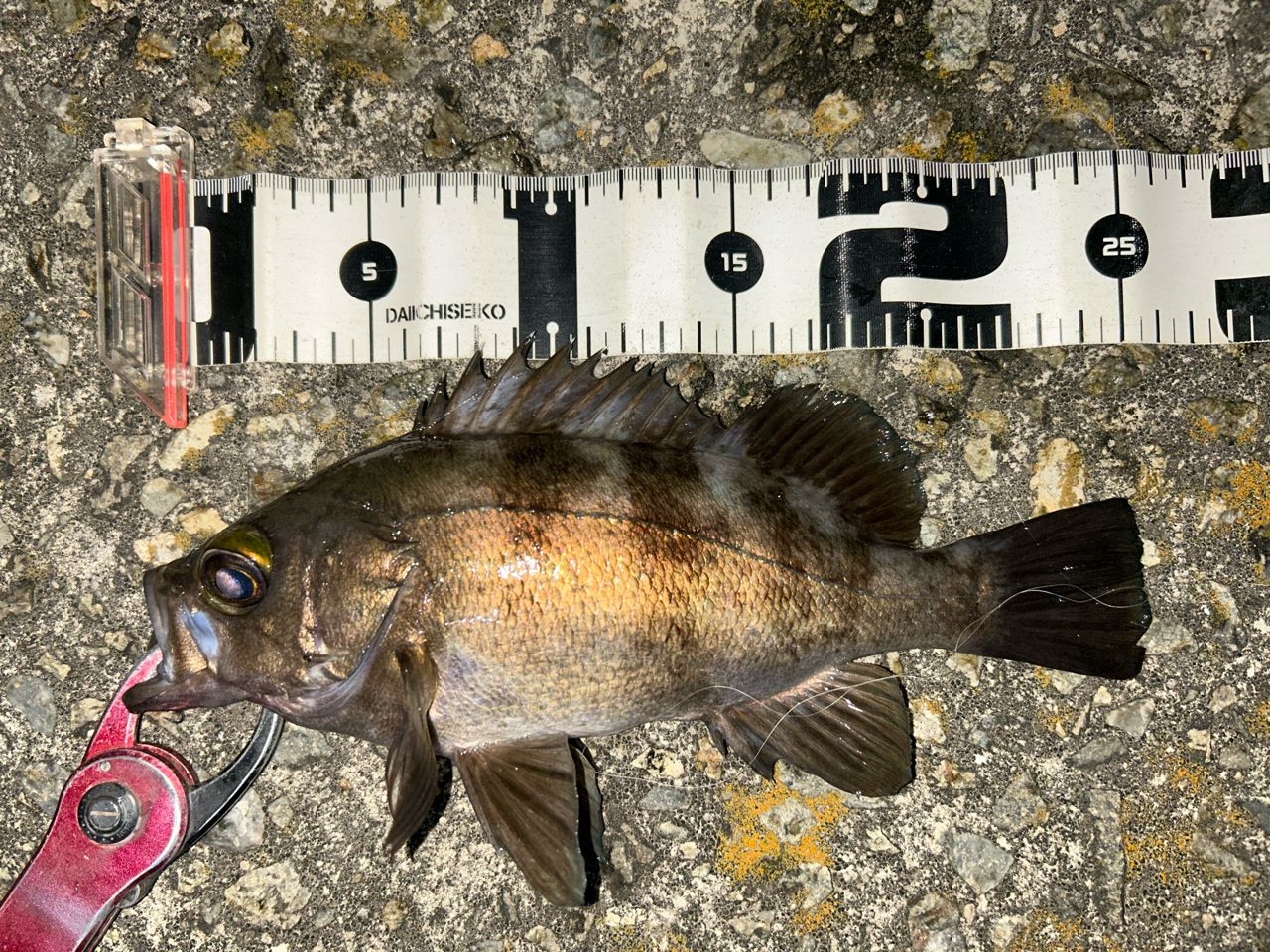 SHIMANO 17ソアレ CI4+ S706UL-Sの最安値・インプレ・釣果 | 本音の