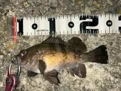 シロメバルの釣果
