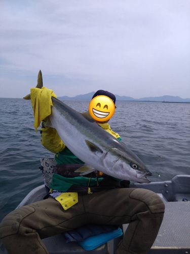 ブリの釣果