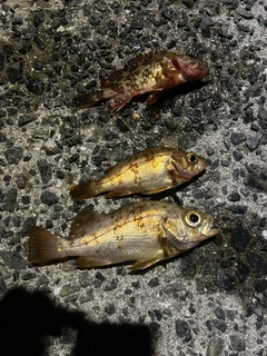 アカメバルの釣果