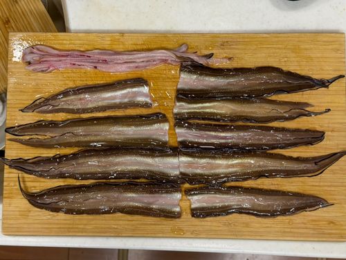 アナゴの釣果