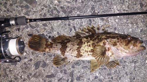 ベッコウゾイの釣果