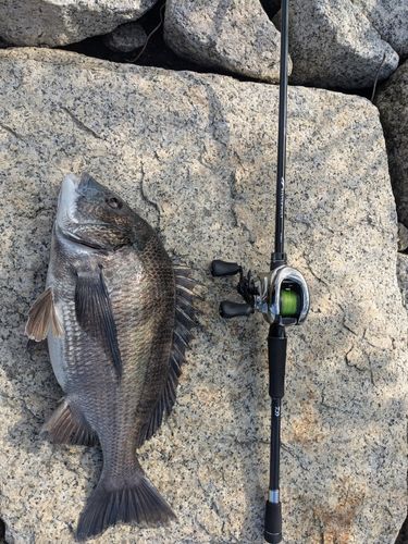 クロダイの釣果