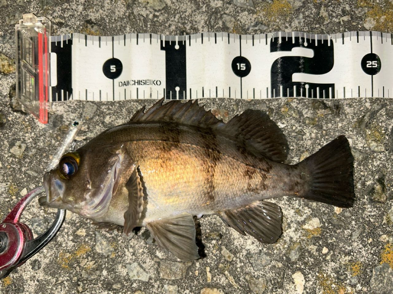 SHIMANO 17ソアレ CI4+ S706UL-Sの最安値・インプレ・釣果 | 本音の