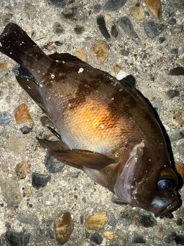 メバルの釣果