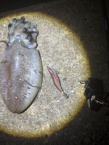 モンゴウイカの釣果