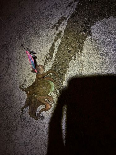 タコの釣果