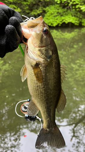 ラージマウスバスの釣果