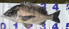 クロダイの釣果