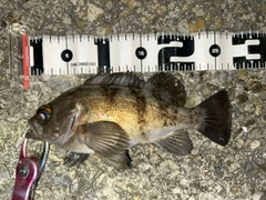 シロメバルの釣果