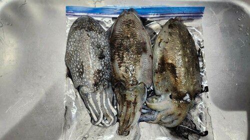 コウイカの釣果