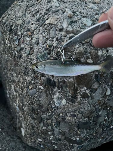 コノシロの釣果