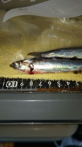 カタクチイワシの釣果