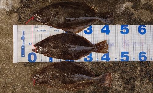 ヒラメの釣果