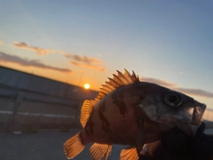 メバルの釣果
