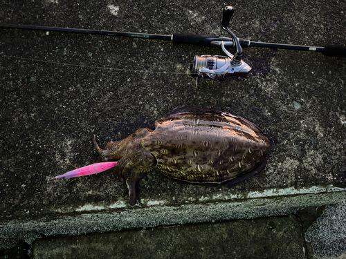 コウイカの釣果