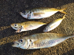 マアジの釣果