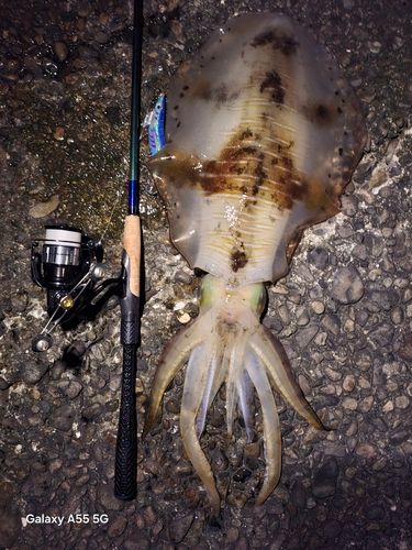 アオリイカの釣果