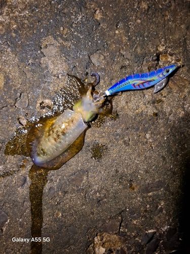 アオリイカの釣果