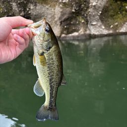 ブラックバスの釣果写真