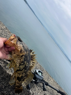 タケノコメバルの釣果