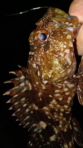 ガシラの釣果