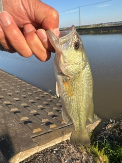 ラージマウスバスの釣果