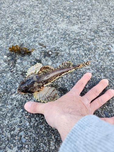 アナハゼの釣果