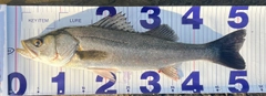 シーバスの釣果