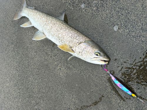 アメマスの釣果