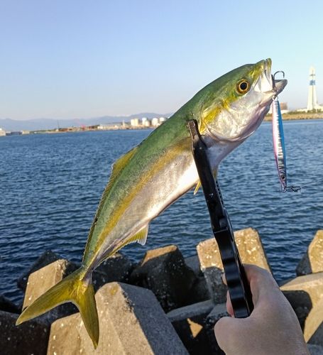 コズクラの釣果