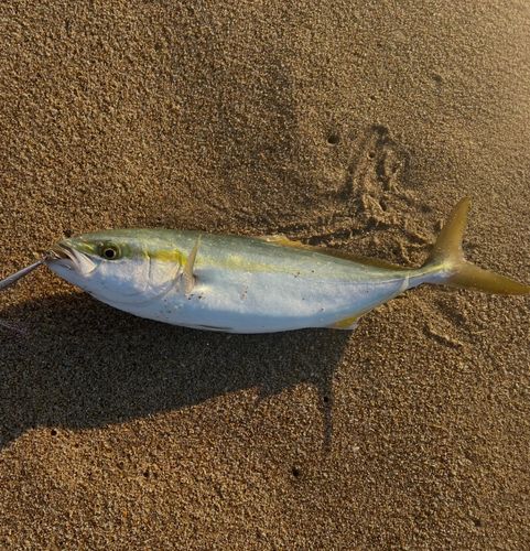 イナダの釣果