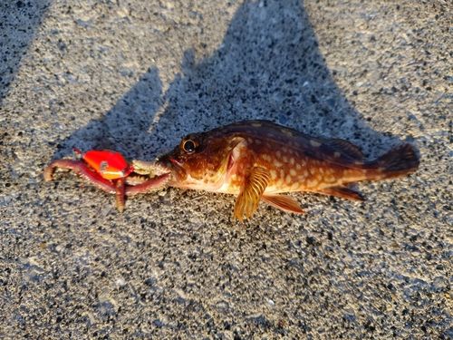 カサゴの釣果