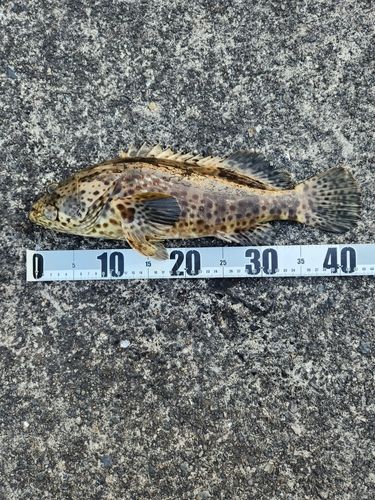 チャイロマルハタの釣果