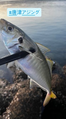 アオアジの釣果
