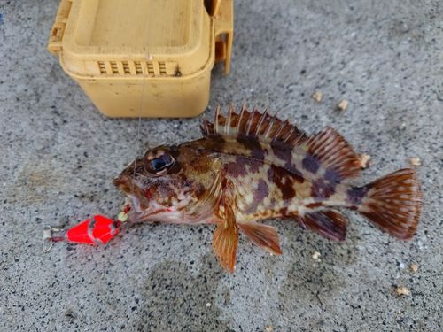 カサゴの釣果