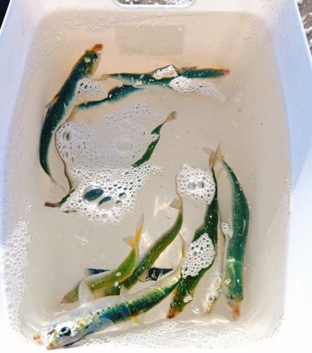 イワシの釣果